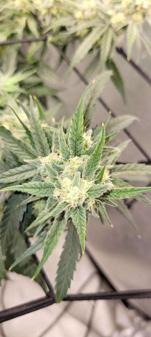 Dan's adventures in growing. Week 9