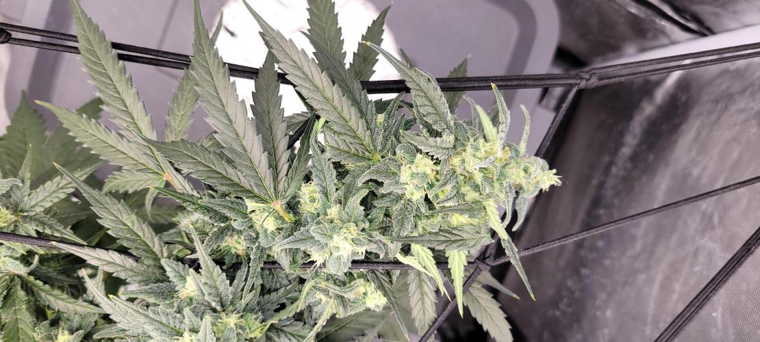 Dan's adventures in growing. Week 9