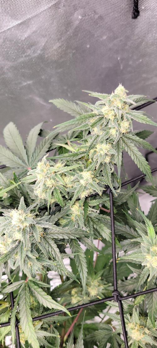 Dan's adventures in growing. Week 9