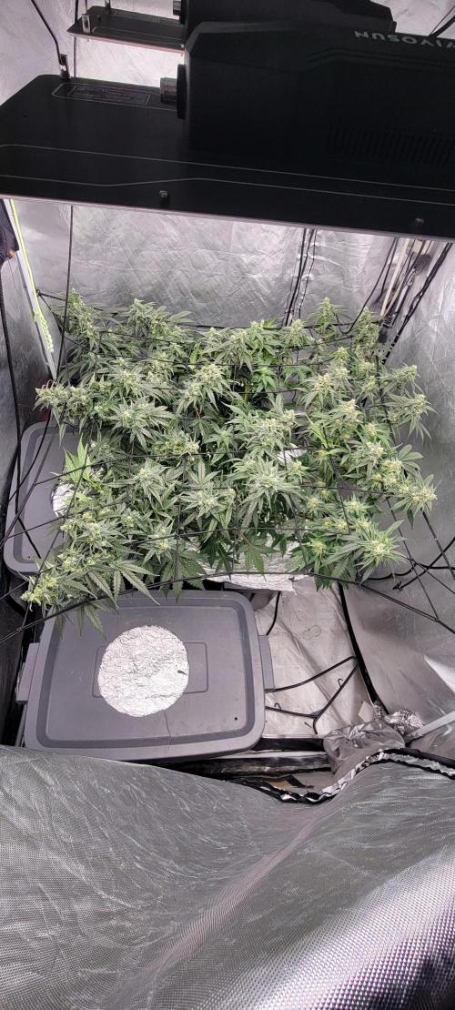 Dan's adventures in growing. Week 9