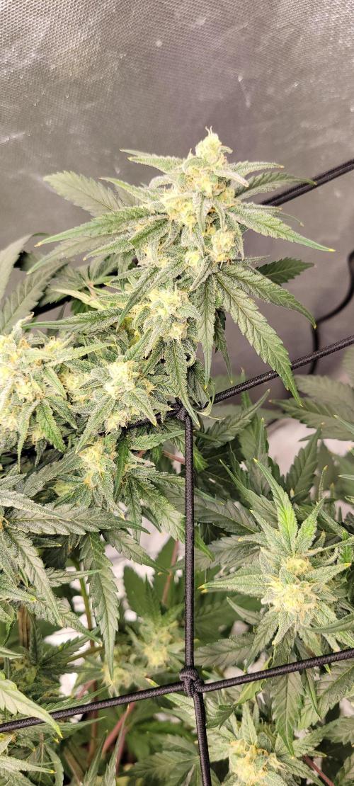 Dan's adventures in growing. Week 9