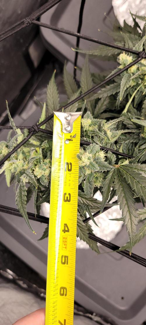 Dan's adventures in growing. Week 9