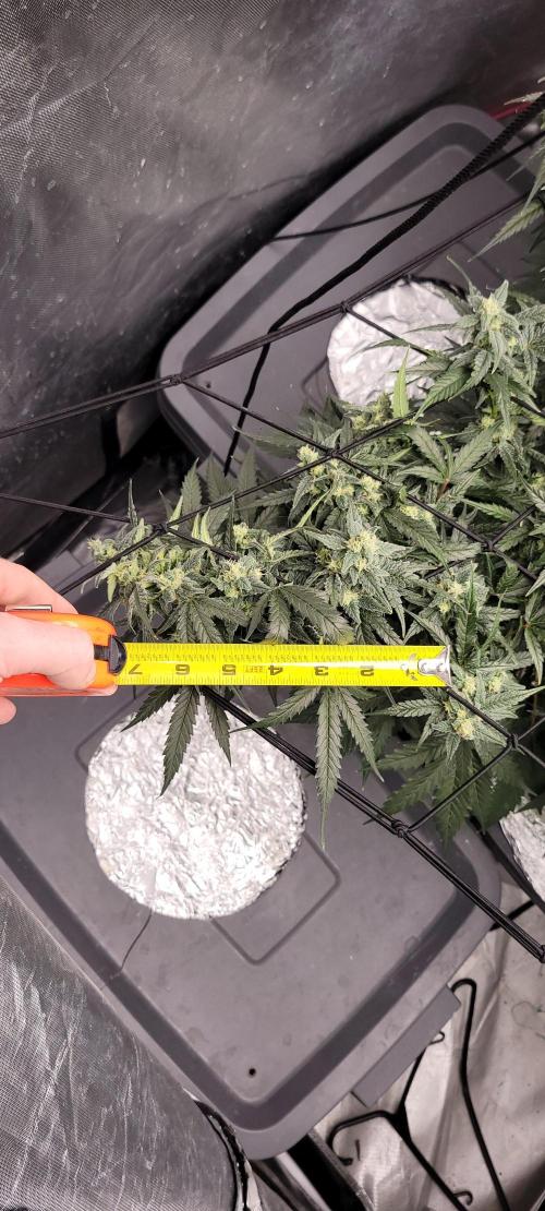 Dan's adventures in growing. Week 9