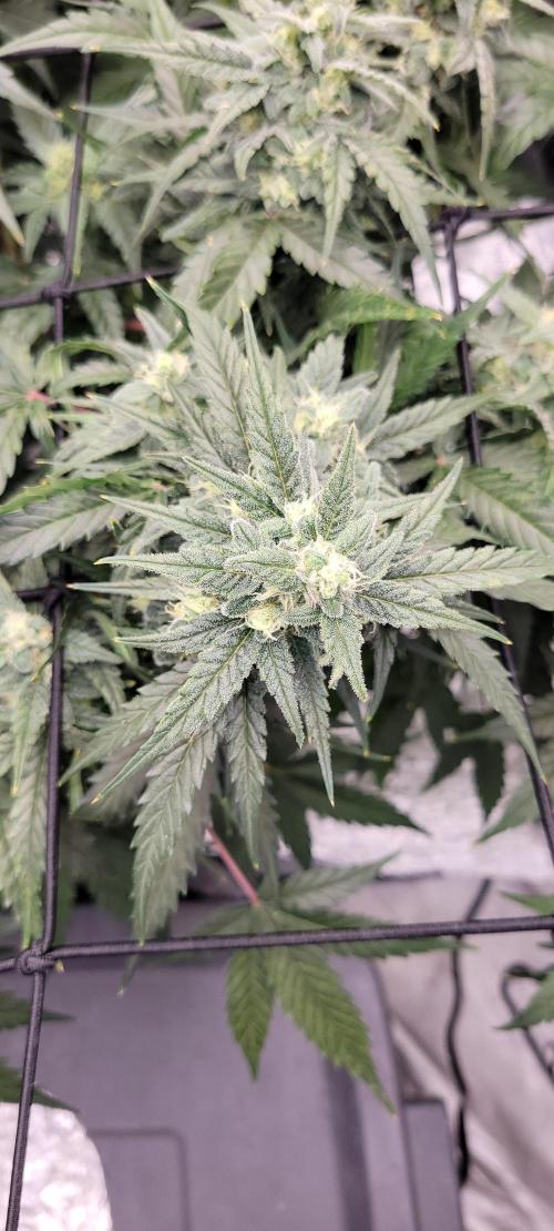 Dan's adventures in growing. Week 9