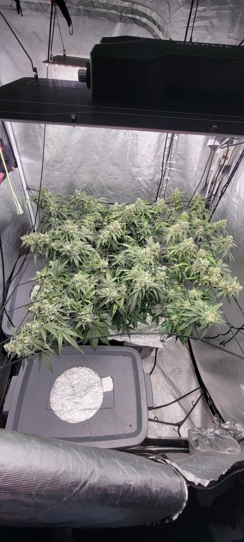 Dan's adventures in growing. Week 10