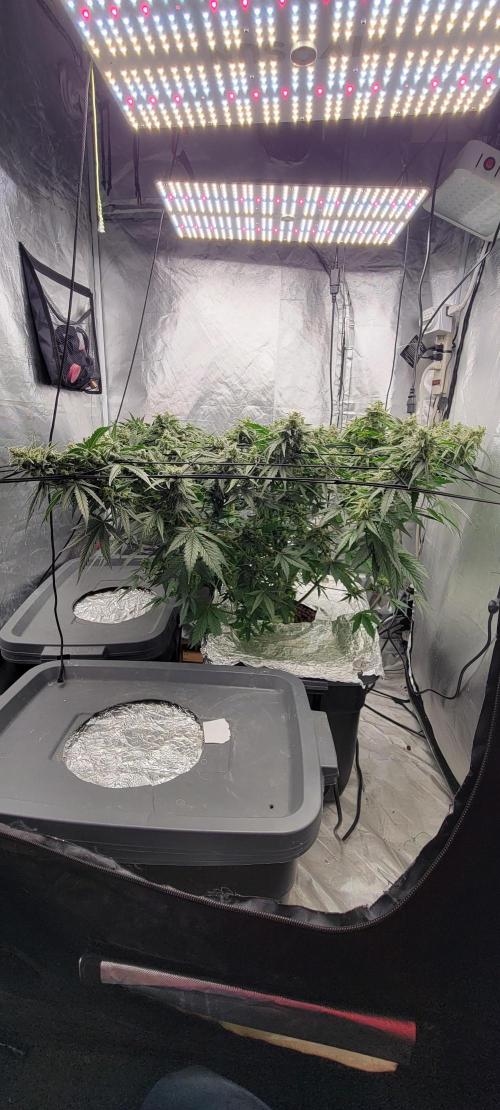 Dan's adventures in growing. Week 10