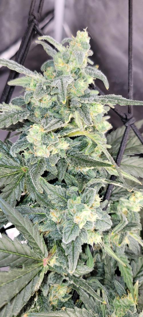 Dan's adventures in growing. Week 10