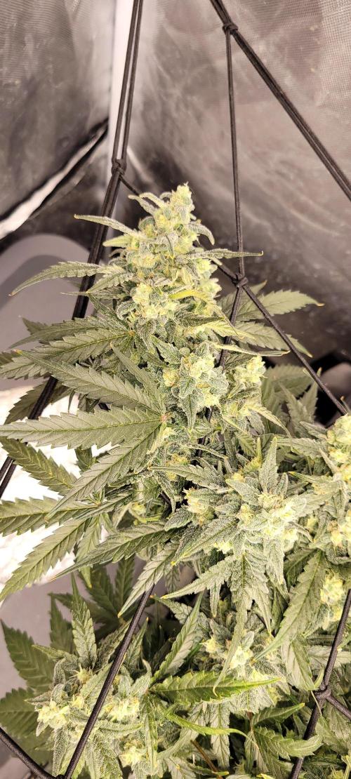 Dan's adventures in growing. Week 10