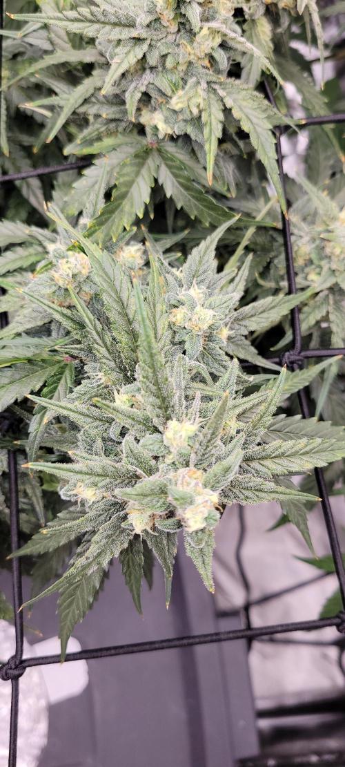 Dan's adventures in growing. Week 10