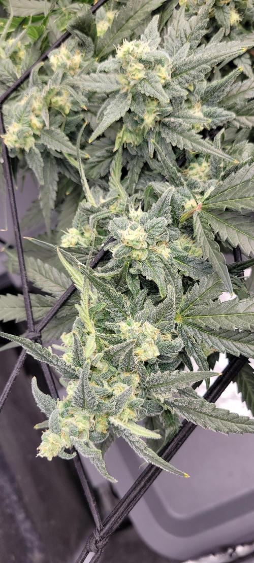 Dan's adventures in growing. Week 10