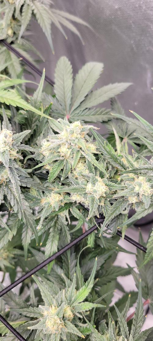 Dan's adventures in growing. Week 10