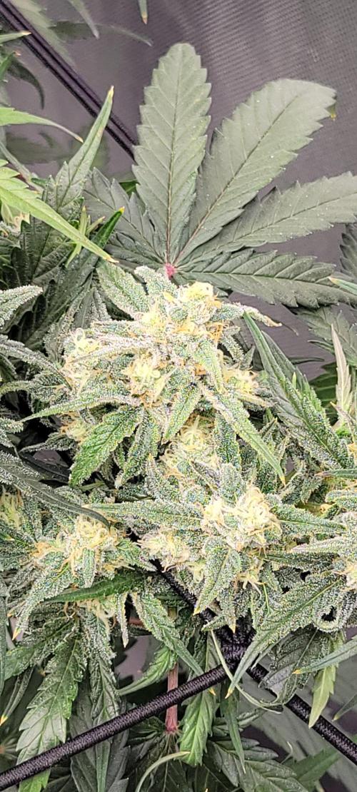 Dan's adventures in growing. Week 10