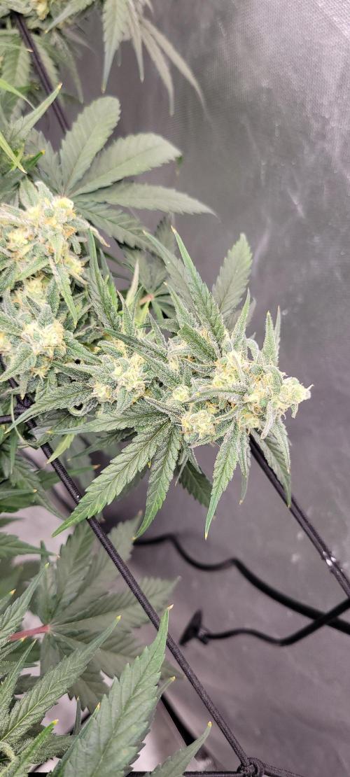 Dan's adventures in growing. Week 10