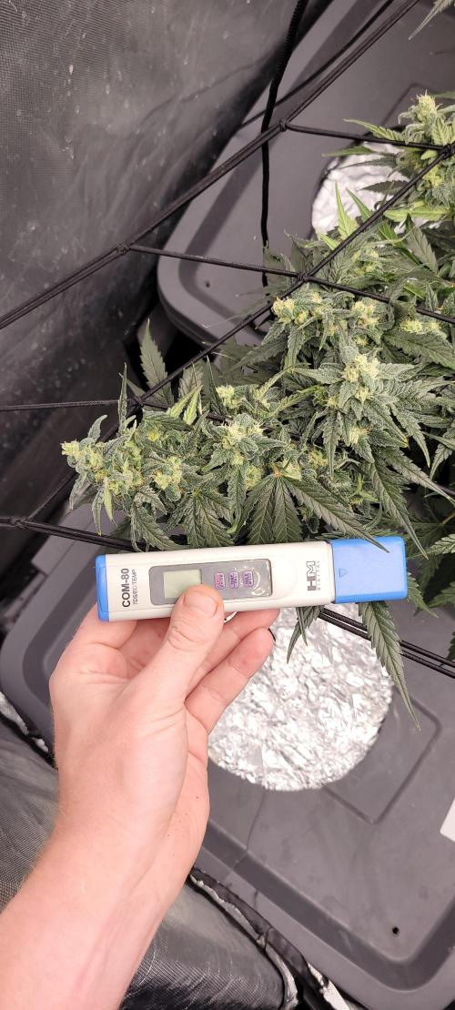 Dan's adventures in growing. Week 10