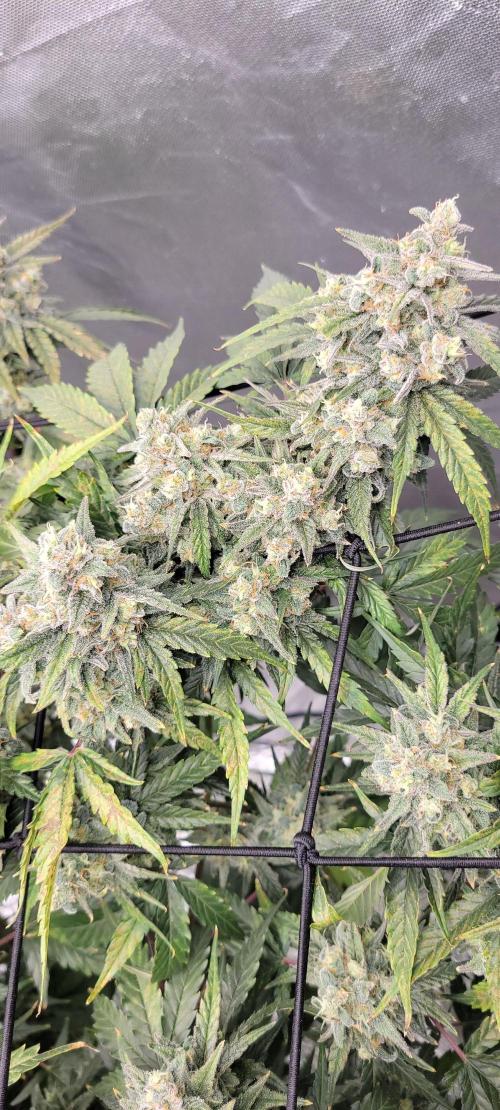 Dan's adventures in growing. Week 11