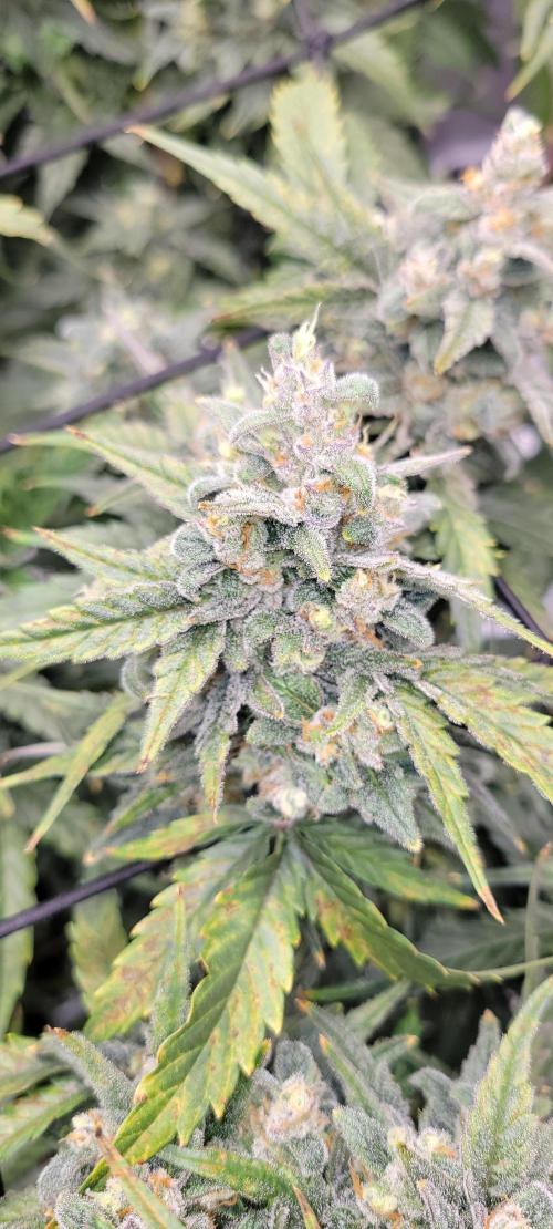 Dan's adventures in growing. Week 11