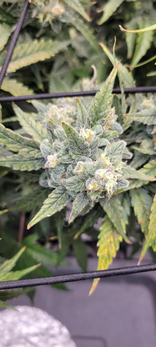 Dan's adventures in growing. Week 11