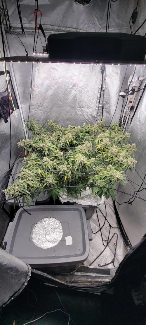 Dan's adventures in growing. Week 11