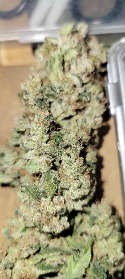 Dan's grow adventures. Week 24