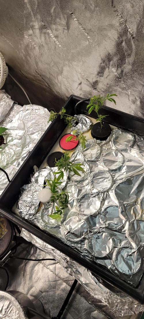 Dan's grow adventures. Week 24 - Clones from the clones 