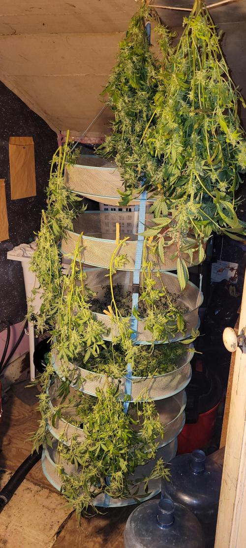 Dan's grow adventures. Week 24