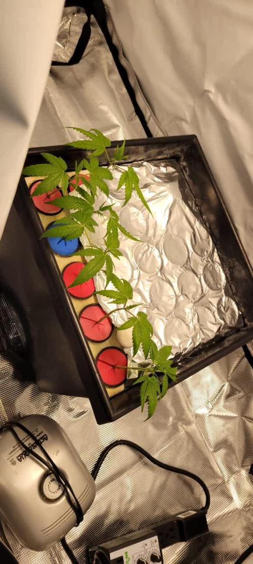 Dan's grow adventures