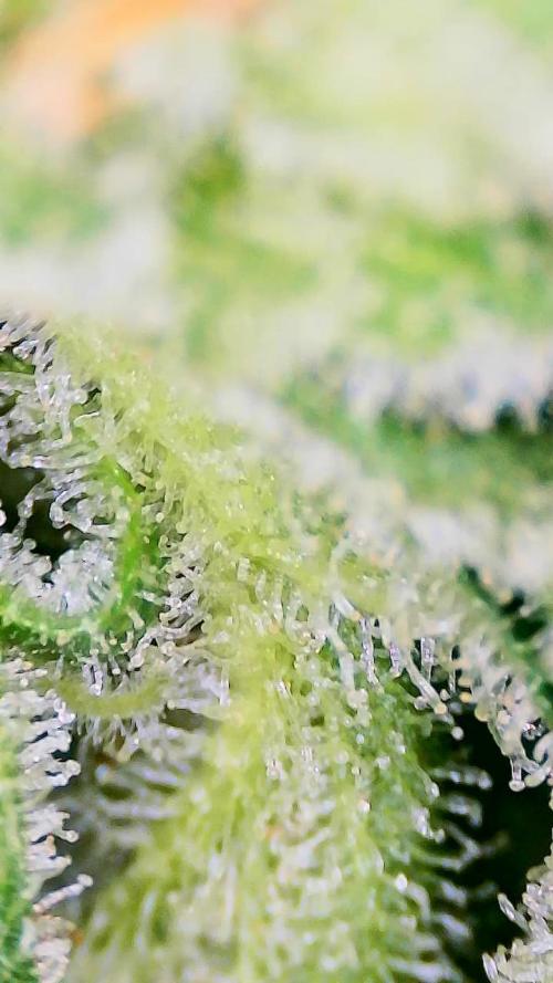 Dan's adventures in growing. Week 11