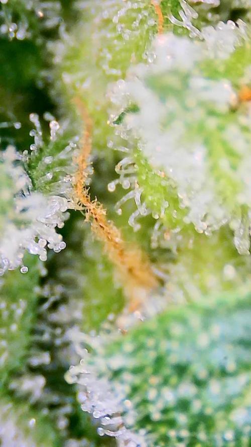 Dan's adventures in growing. Week 11