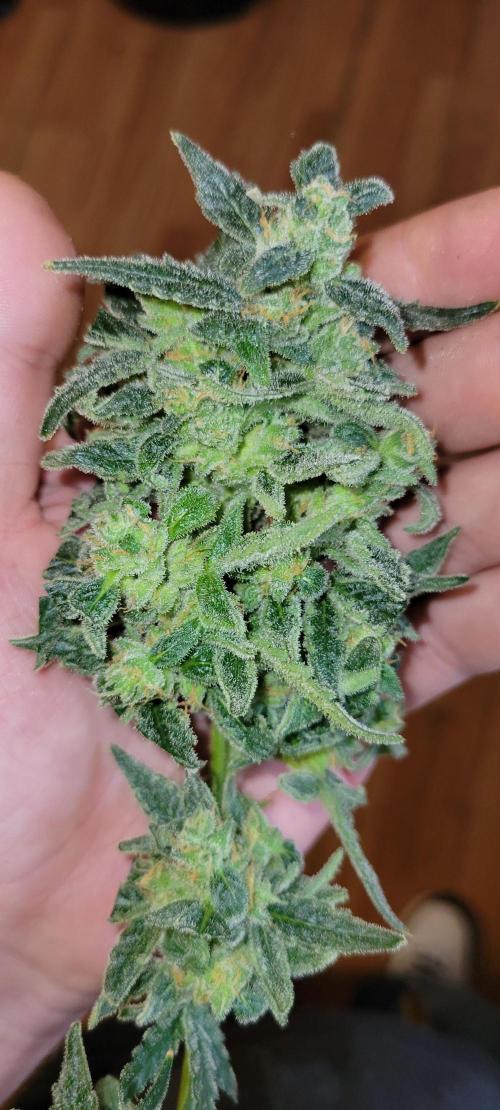 Dan's adventures in growing. Week 11 - I took this off the middle in the back it's just a sample lol