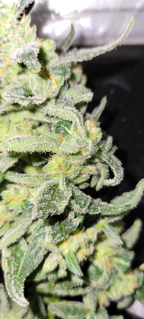 Dan's adventures in growing. Week 11