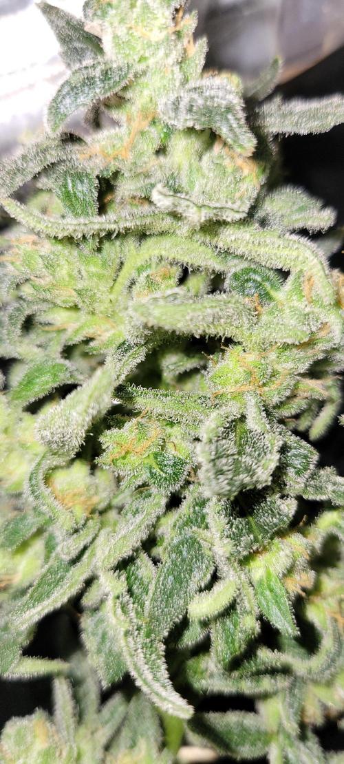 Dan's adventures in growing. Week 11