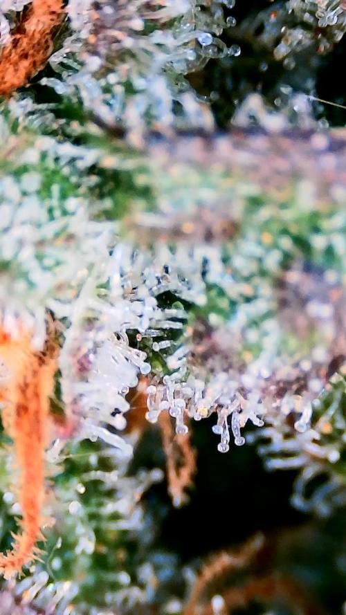 Dan's adventures in growing. Week 12