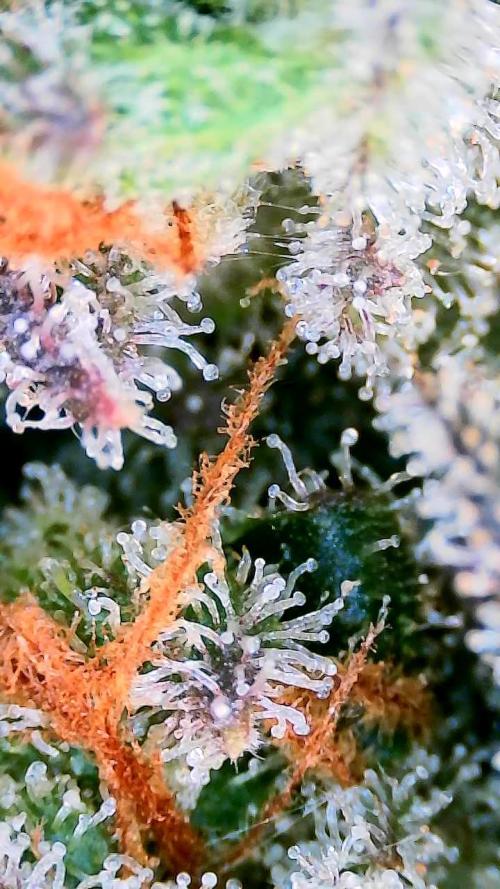 Dan's adventures in growing. Week 12