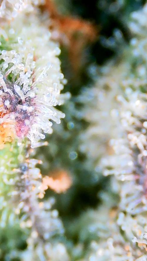 Dan's adventures in growing. Week 12