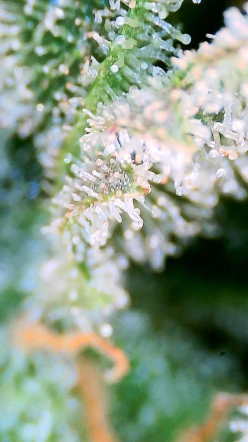 Dan's adventures in growing. Week 12