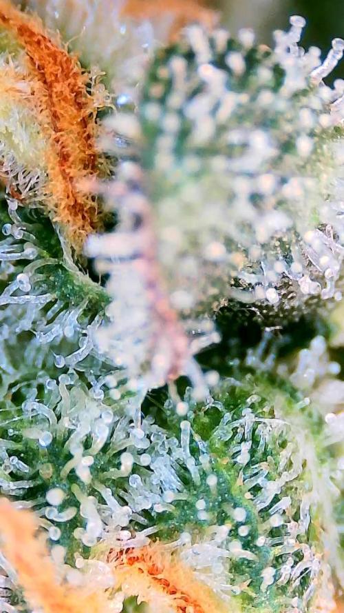 Dan's adventures in growing. Week 12