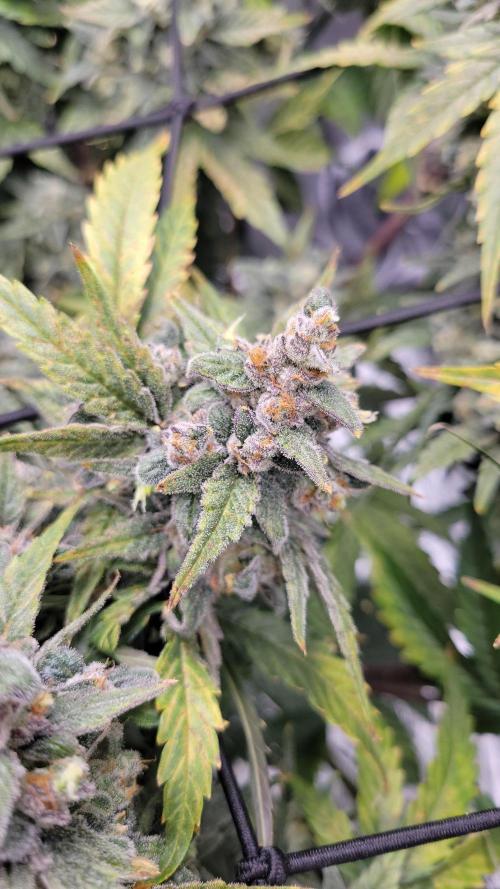 Dan's adventures in growing. Week 12