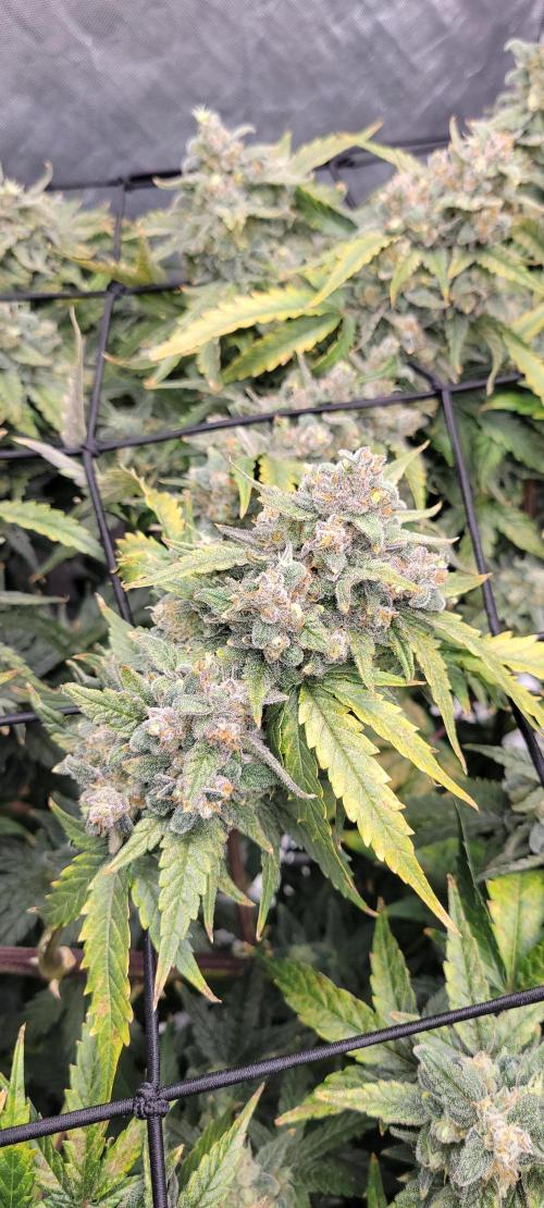 Dan's adventures in growing. Week 12