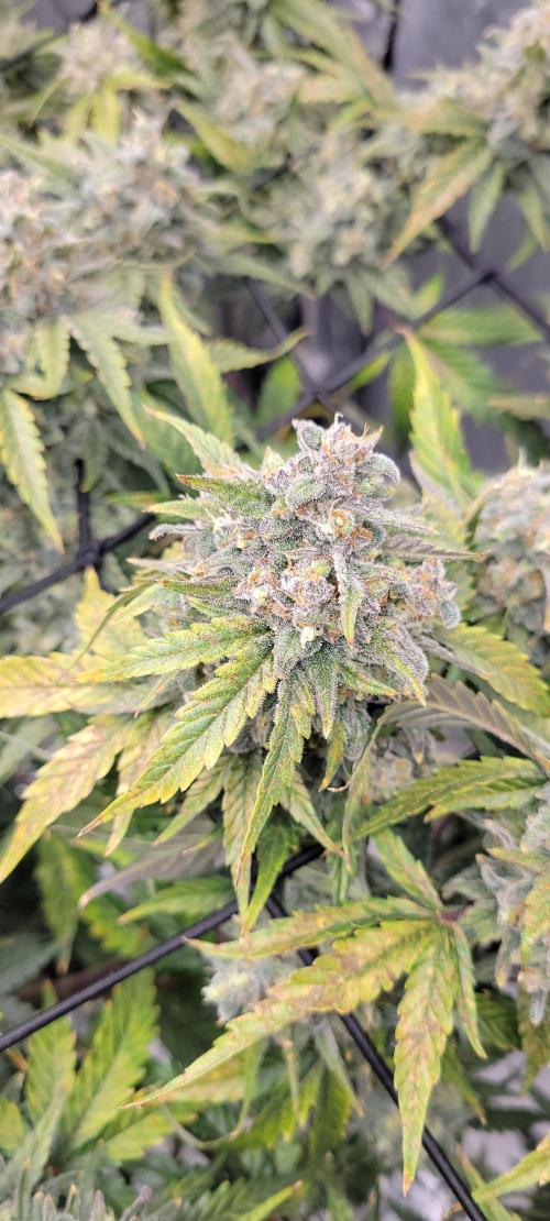 Dan's adventures in growing. Week 12