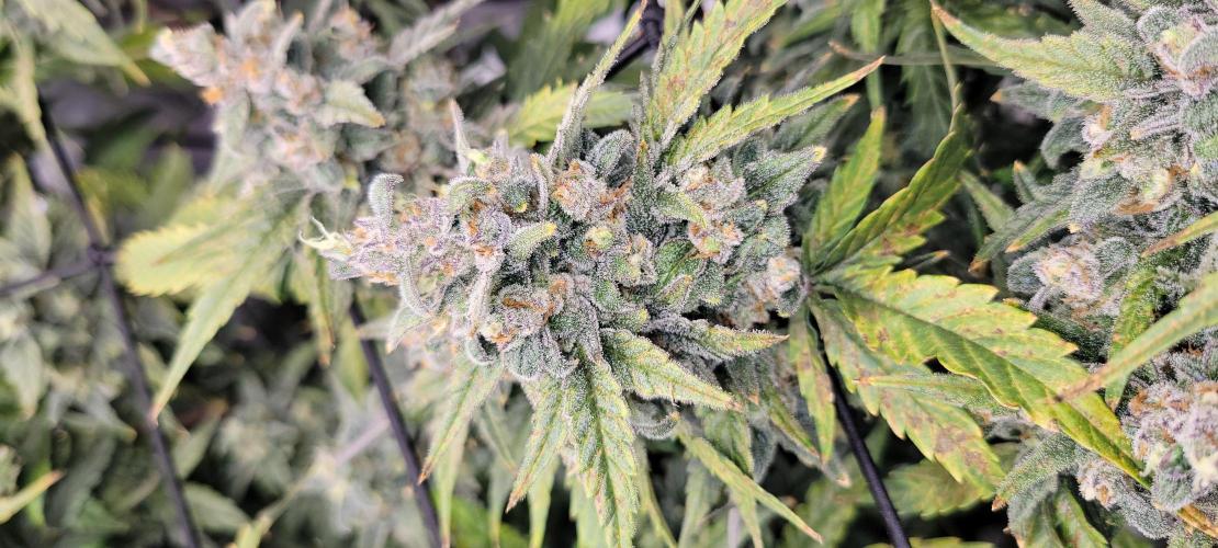 Dan's adventures in growing. Week 12