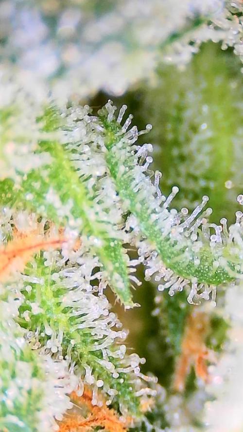 Dan's adventures in growing. Week 12