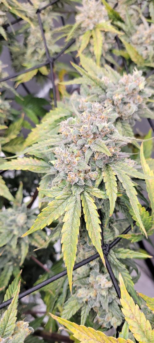 Dan's adventures in growing. Week 12