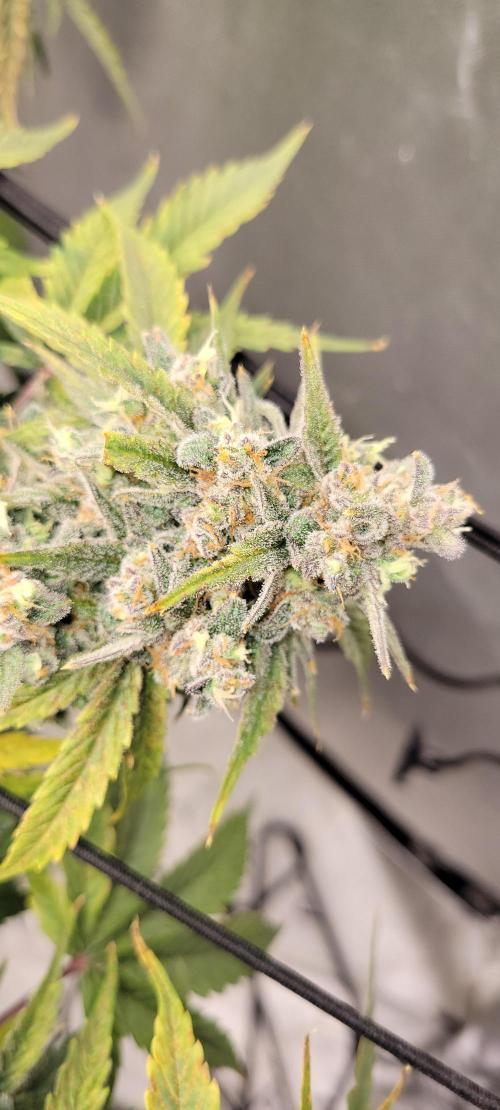 Dan's adventures in growing. Week 12