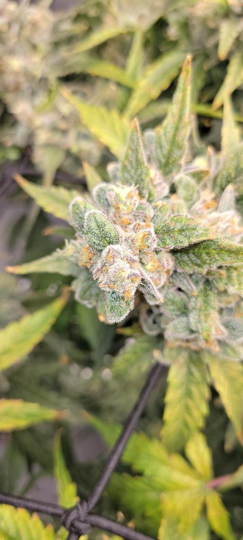 Dan's adventures in growing. Week 12