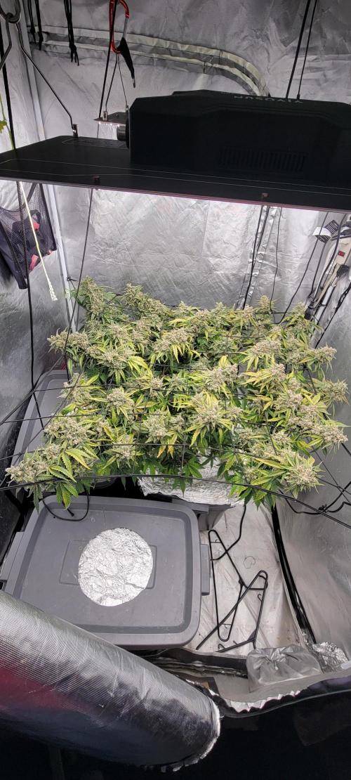 Dan's adventures in growing. Week 12