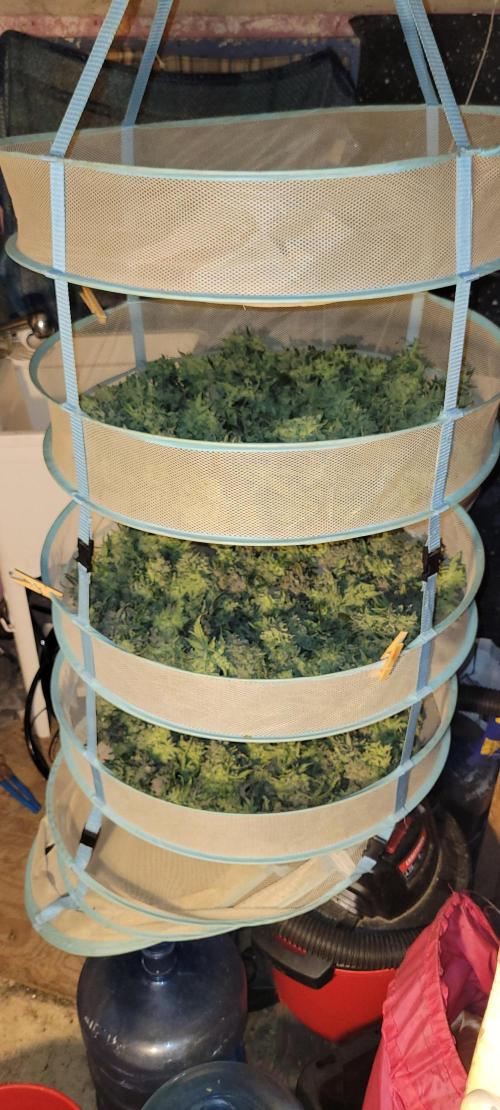 Dan's adventures in growing. Week 13