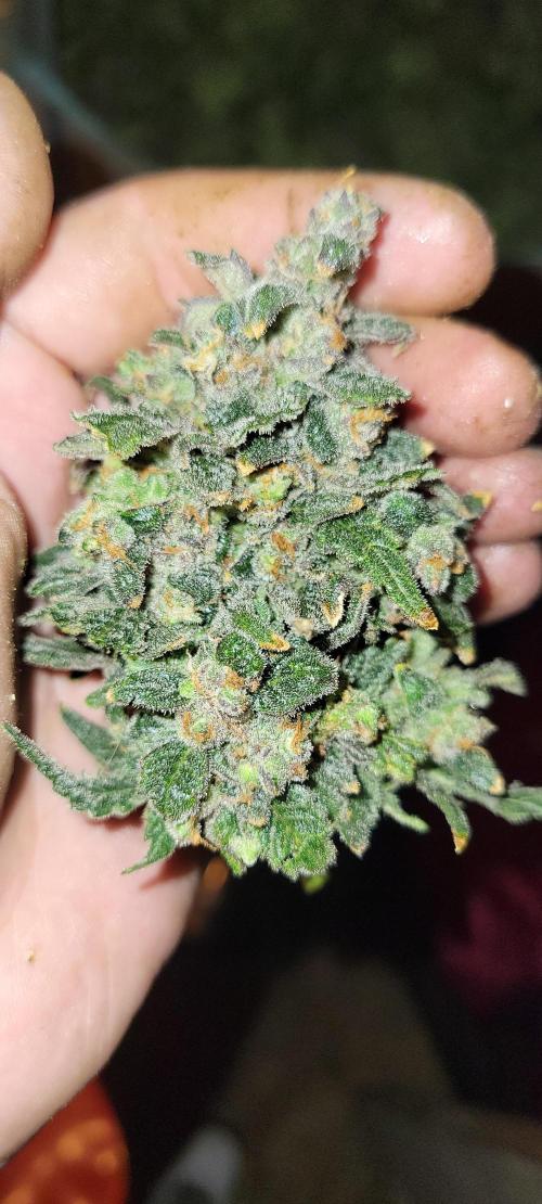 Dan's adventures in growing. Week 13