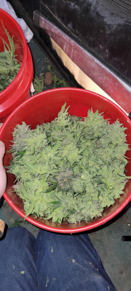 Dan's adventures in growing. Week 13