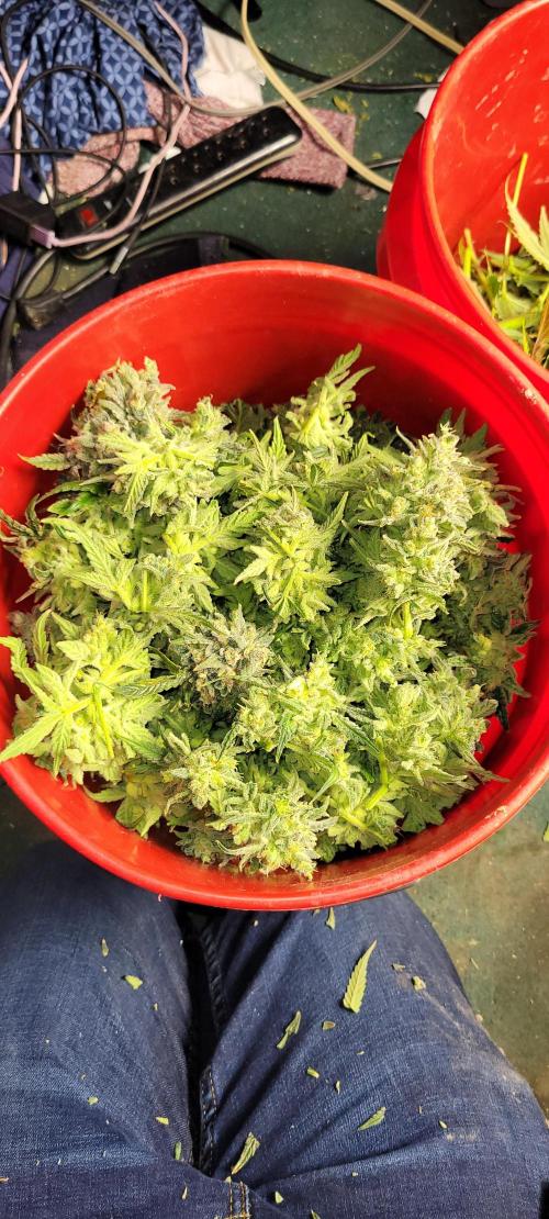 Dan's adventures in growing. Week 13