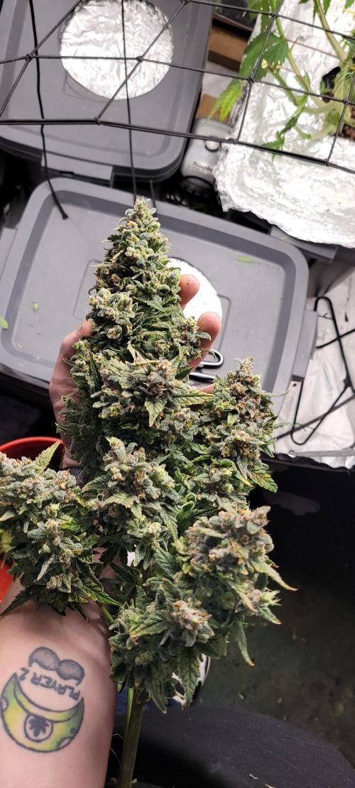 Dan's adventures in growing. Week 13